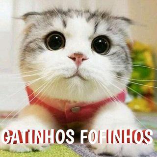 Imagem do grupo Gatinhos fofinhos🐈