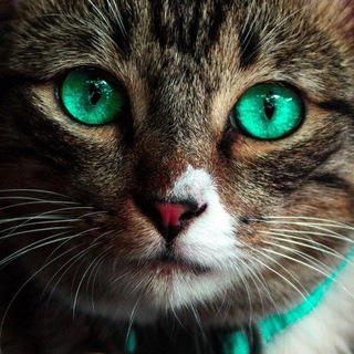 Imagem do grupo Hellow