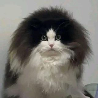 Imagem do grupo Aleatórios | Chat BR