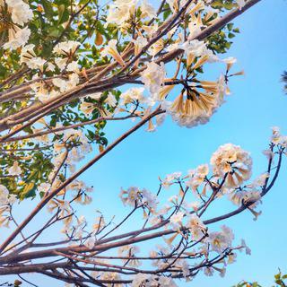 Imagem do grupo Música Instrumental ⚜